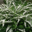 Snowmound Spirea.png